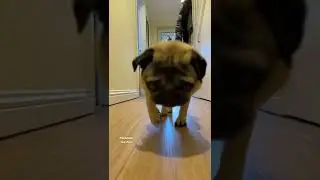 | VANISHING BLUEBERRIES 😱 | What do pugs eat 2022? | #shorts