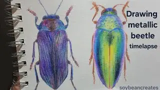 Drawing a realistic metallic beetle from start to finish. Day 4