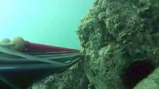 Oratella e Salpa ... e l'omo vive !!