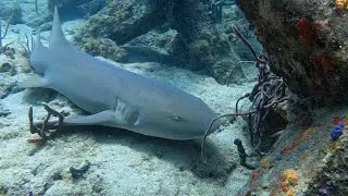 Morning dive at The Jax in Dania Beach, FL (6-14-22)