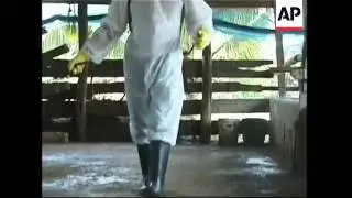 New bird flu outbreak discovered in Thailand