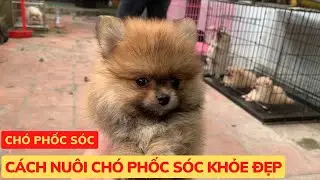 Ch&oacute; Phốc S&oacute;c - C&aacute;ch Nu&ocirc;i Ch&oacute; Phốc S&oacute;c Khỏe Đẹp - Phương C&uacute;n TV