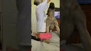 Bowserthemastiff88 #dogpersonality #dogtraining #petfamily #petowner #petlove #familypets