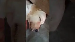 PRANK NO 1 MY LAB DIED SUBSCRIBE IF YOU LAUGHED WOFWOF DONT  LIE 🤥#labrador #puppy