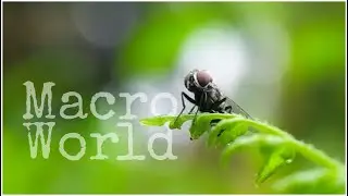 Awesome Macro World | Insects documentary | Nature Cinematic Video | skyvik signi X |keerthan Ind
