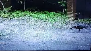 driveway turkey 6/2023