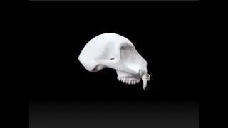 3DKitbash com 3D Cat Skull Pro, OBJ