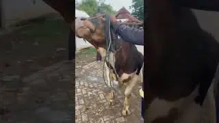 SapiWarnaLangka#shortvideo #cow #bull #sapi #shortsvideo #animals #fyp #viralvideo