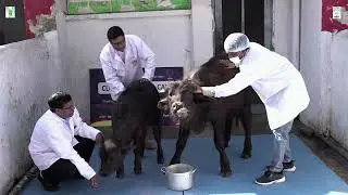 ICAR-NDRI-Technology no. 02 (Cloning Technique in buffalo)