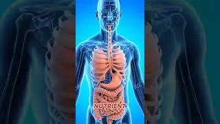 What effect does eating and drinking water at the same time have on your body?