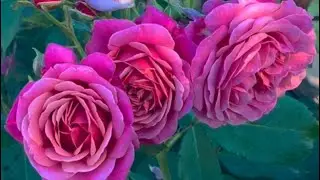 Queen of Elegance Rose Spring 2023&hellip;Easy Care Old Fashioned Blooms