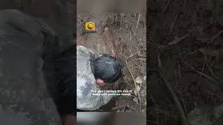 Mountain Foraging  Unearthing Hidden Wild Yams!