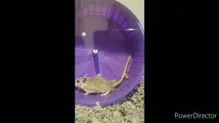 10 Facts About Gerbils You Should Know