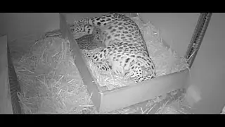 Rare Amur leopard cubs born!