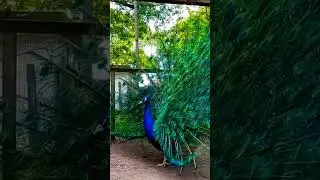 Amazing Bird Display #birds #viral #shorts