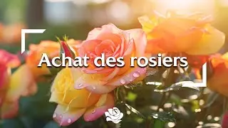 Achat des rosiers  | Conseils Delbard