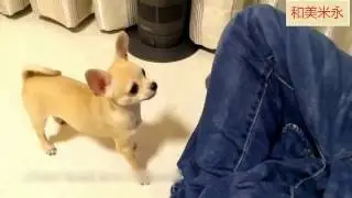 [O animal] 1 0 bonito engra&ccedil;ado Chihuahua cachorros novo 2 0 1 6 de Chihuahua para # 2