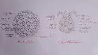 Volvox diagram   #trending #Volvox #bsc #botanystudent