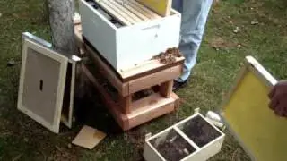 Honey Bees Hiving