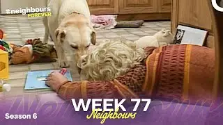 Week 77 | Episodes 1343 - 1345 | Neighbours 1990 (Season 6)