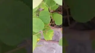 Fresh falsa on falsa plant #shorts
