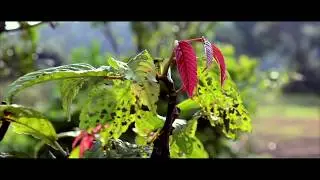 Canon 200D/SL2 sample footage