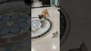 Cute pug eating  banana 🍌🍌
