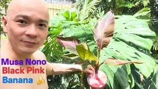 Musa Nono black pink banana plant in tropical garden