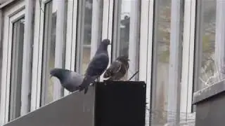 Vergr&auml;mung von Tauben in D&uuml;sseldorf | pro-palomas.de