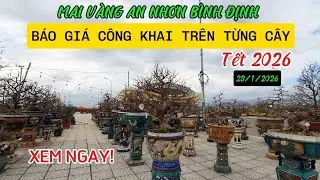Mai vàng An Nhơn Bình Định - Gia Lai | Báo giá công khai trên từng cây, nhiều cây mai víp đáng xem.