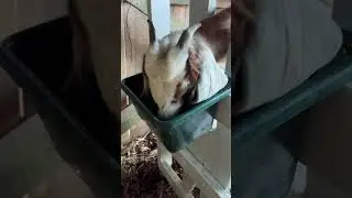 Lacey&rsquo;s first time on the milking stand! #goat #homestead #farming #goatmilk #rawmilk