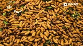 Insect Feed Market 2025: Sustainable Protein Revolution in Animal Nutrition