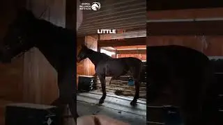 Horse Posture Analysis