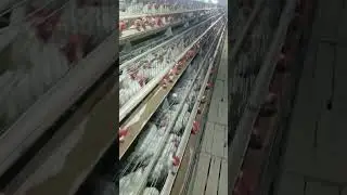 Winter in Farm
