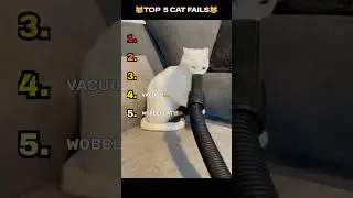 TOP 5 CAT FAILS!!! #entertaininganimals #cat #catvideos #funnycats #petsunited