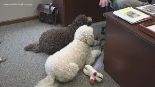 Dog-friendly offices in Maine