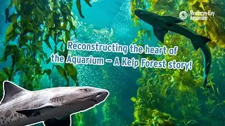Reconstructing the heart of the Aquarium &mdash; A Kelp Forest story