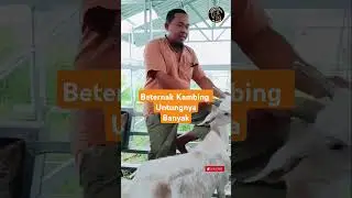 TERNAK ANTI RUGI!! #peternakankambing #kambingperah #susukambing #peternakanal-fatih # peternakan