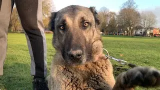 SAF DİŞİ KANGAL VE ALABAI - TALEA VE KEIRA #KANGAL