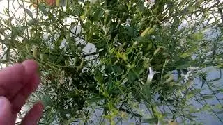 855 - कई बीमारियों की एक दवा - Kalmegh/Andrographic Paniculata ko grow karna aur dekhbhal (Hindi)