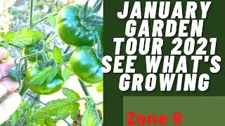 JANUARY GARDEN TOUR 2021 WHAT'S  GROWING ZONE9