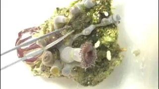 Alga Valonia una plaga .(Acuario Marino)