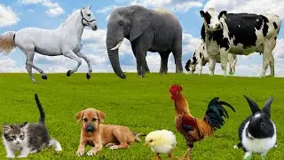 Animal sounds: Elephant, Wildebeest, Cow, Goat, Horse, Rabbit, Chick, Rooster - REAL FARM ZOO