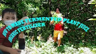 HOW TO MAKE FERMENTED PLANT JUICE ORGANIC FERTILIZER