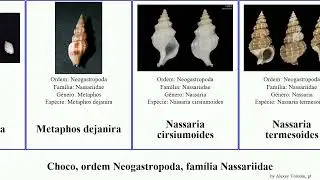 Choco, ordem Neogastropoda, fam&iacute;lia Nassariidae phos textus mollusca fasciatus Antillophos Clea