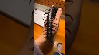 Scary wild animals growth transformation videos pt7 👹🔥🤯#animals #viral #trending