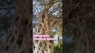 Кружевное оливковое дерево &mdash; живая скульптура природы. Unbelievable Olive Tree You Must See