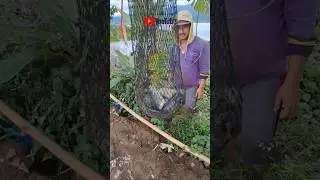 GAWAT...IKAN BELUM MAU MAKAN//Mancing Kali Bejalen//Mbah Omi Fishing #mancing #mancing #ikan
