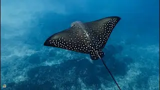 Spotted eagle ray-Raie l&eacute;opard (Aetobatus narinari) 4K