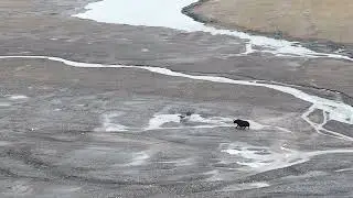 wild yak.